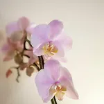 Narciso Centralissimo アパート *