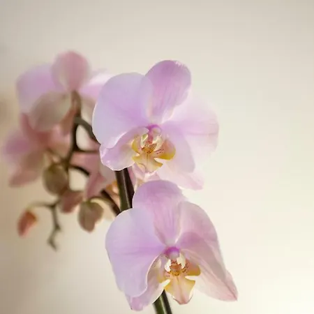 Narciso Centralissimo Apartment *