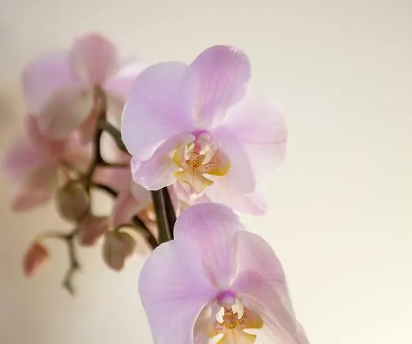 Narciso Centralissimo Apartment *